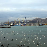 Птицы в порту, Новороссийск
