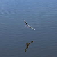 Полёт чайки над бухтой, Новороссийск