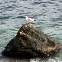 Одинокая чайка на камне, Новороссийск