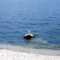 Одинокая чайка на фоне моря. Апрель 2019, Новороссийск