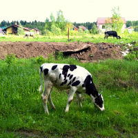 Теленок с коровами возле домов СНТ "Клюковка-1"  (05.2016), Ивантеевка