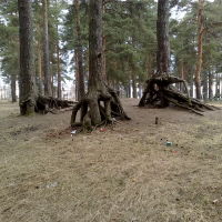 шагающий лес возле дома культуры, Приозерск