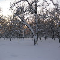 Зима, Буденновск