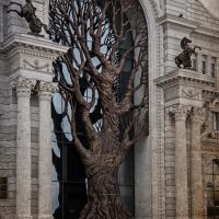 дерево  у  дворца земледельцев,казань, Казань