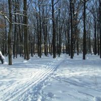 Зима, лыжня и парк чудесный, Болохово
