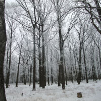 Нежный рисунок зимы, Болохово