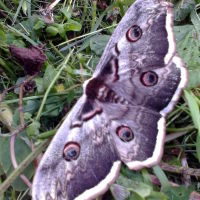Найбільший метелик в Емільчині, Емильчино