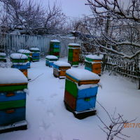 В Бериславском районе много пчеловодов., Берислав