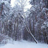 Зимовий ліс, Маневичи