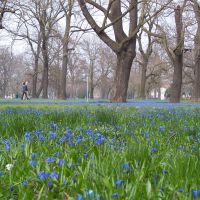 Easter in Magdeburgs North Park: A Sea of Blue Flowers, Магдебург