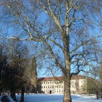 Baum im Winter, Веймар