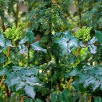 Stachel-Lorbeer. (Mahonia)  © by UdoSm.the2nd, Амберг
