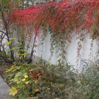 Herbstliche Mauer, Хоф