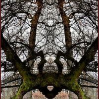 Mystical Tree, Людвигсбург