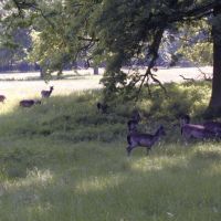 Deer in Favorite game park, Ludwigsbur, Людвигсбург