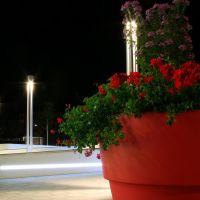 Flowers Next To The New Station, Ульм