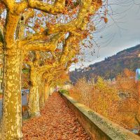 #68 - "Golden Autumn", Heidelberg, Germany, Хейдельберг