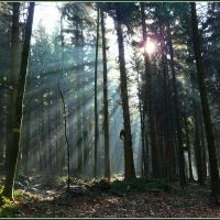 Sonnenstrahlen im Wald - Sunrays In The Forest, Хейдельберг