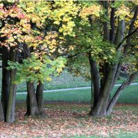 Herbstliche Baumgruppe in der Schmechtingwiese, Бохум