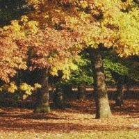 Herbstbäume, Гутерсло
