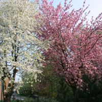 Kirschblüte, Лунен