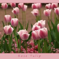 Rose Tulip (2009), Монхенгладбах