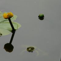 Gelbe Teichrose (Nuphar lutea) Yellow Water Lily And A Frog, Мюнстер