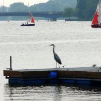 Heron Watching The Sailboats, Мюнстер