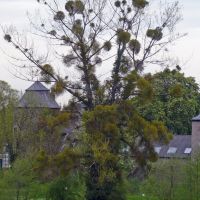 "Mistelbaum" an der Wasserburg Haus zum Haus, Ratingen, Ратинген