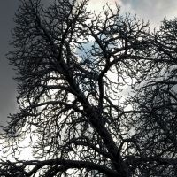 Tree of Death, Зиген
