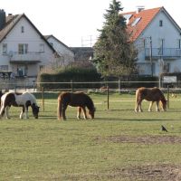 Pferde, Нидеркассель