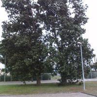 Ein Baum bei Wap-waschbär, Гарделеген