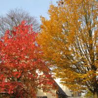 Bäume in Herbstfärbung, Ольденбург