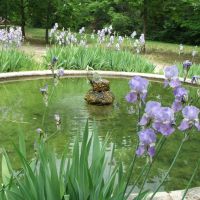 Irises by the pond, Jas de Bouffan, А-ен-Провенс