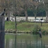 Joinville le Pont - Coup de zoom sur cormorans, Сен-Мар-дес-Фоссе