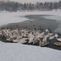 Zimní Stříbrné jezero, 1 (Winter Silver Like) - hejno labutí (flock of swans), Опава