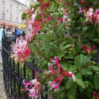 Květy exotického keře ve větru (Flowers of the exotic shrub in the wind) -- Zimolez - Lonicera; Honeysuckle; Rose of Jericho, Опава