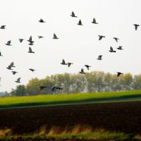 Letící hejno ptáků (A flock of birds flies), Опава