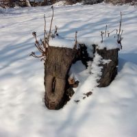 Stump in winter, Острава