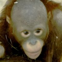 Orangutan, Усти-над-Лабем