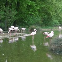 Bern / Tierpark Dählhölzli / New place for Flamingos, Кониц