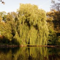 Willow in the Stadspark, Лунд