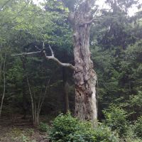 Gnarly Tree, Еребру