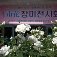 The 1st Rose Exhibition, Flower of Masan City, Масан