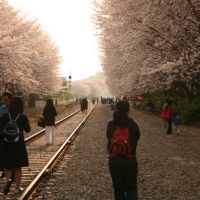 cherry blossom festival, Чинхэ