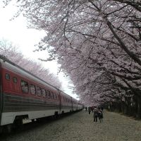 진해시 봄꽃축제, Чинхэ
