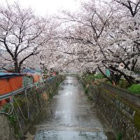 Cherry blossoms by canal in Jinhae, South Korea, Чинхэ