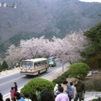 Cherry blossom near Jinhae, April 85 / 진해시, Чинхэ