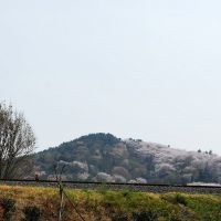 진해 군항제 Jinhae gunhangje Cherry Blossom Festival, Чинхэ