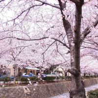 Gunhangje, cherry blossom festival, Чинхэ